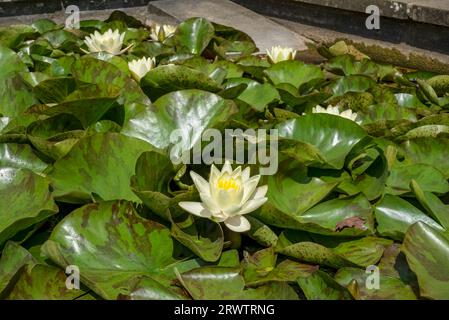 Nahaufnahme von Creme Seerosen Nymphaea Blume Blüten blühend auf einem Teich im Sommer England Großbritannien Großbritannien Großbritannien Großbritannien Großbritannien Großbritannien Großbritannien Großbritannien Großbritannien Großbritannien Großbritannien Großbritannien Großbritannien Großbritannien Großbritannien Großbritannien Großbritannien Großbritannien Großbritannien Großbritannien Großbritannien Stockfoto