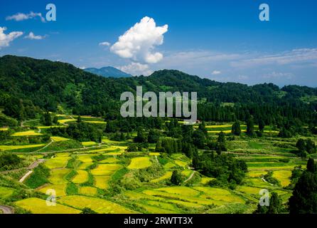 Reisplatten von Hoshitoge in voller Ernte Stockfoto