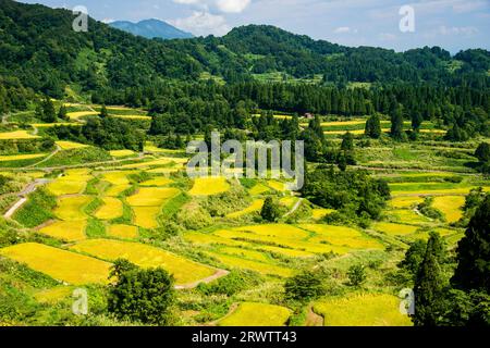 Reisplatten von Hoshitoge in voller Ernte Stockfoto