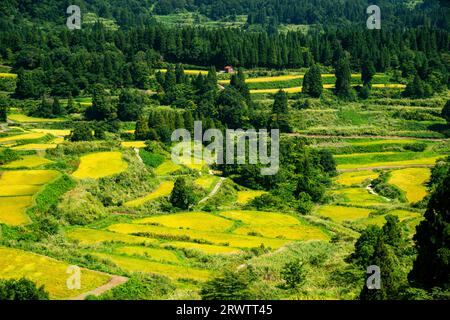 Reisplatten von Hoshitoge in voller Ernte Stockfoto