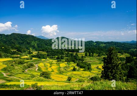 Reisplatten von Hoshitoge in voller Ernte Stockfoto