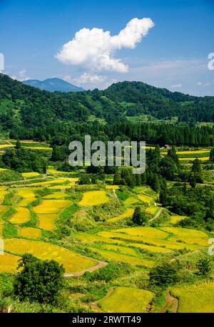 Reisplatten von Hoshitoge in voller Ernte Stockfoto