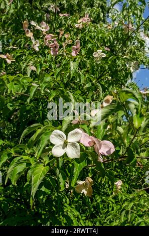 Nahaufnahme von Chinesischen Hartriegel (Cornus Kousa) Blumen blühenden Baum wächst in einem Garten im Sommer England Großbritannien Großbritannien GB Großbritannien Stockfoto