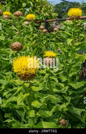 Nahaufnahme von Centaurea makrocephal Riesen Knapweed gelbe Blüten Blüte blühend an einer Gartengrenze im Sommer England Vereinigtes Königreich Stockfoto