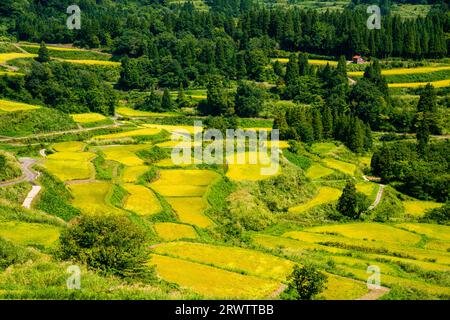 Reisplatten von Hoshitoge in voller Ernte Stockfoto