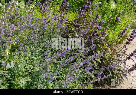 Purple salvia officinalis „purpurea“ und Blüten der nepeta-Katzenminze, die im Sommer in England in einer krautigen Gartengrenze wachsen Stockfoto