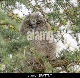Aus den Zweigen heraus guckend. LANCASHIRE, UK: CUDDLIEST in Lancashire, UK.A wurden BILDER von Flauschkugeln aus den Bäumen aufgenommen Stockfoto