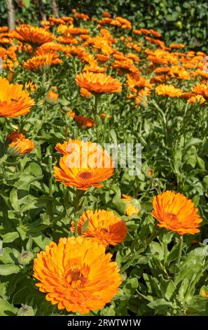 Nahaufnahme von orange Topf Ringelblumen Blüten Blume blühend in Grenze im Sommer England Großbritannien Großbritannien GB Großbritannien Stockfoto