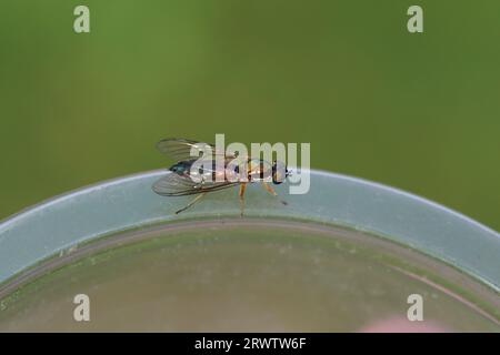 Nahaufnahme weiblicher Twin-Spot Centurion Soldier Fly (sargus bipunctatus). Unterfamilie Sarginae. Familie Soldatenfliegen (Stratiomyidae). Die Flügel breiten sich aus. Stockfoto