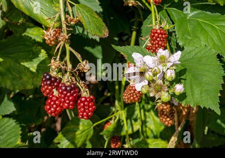 Nahaufnahme von Blumen und unreifen Beeren auf brombeerbrambeln Buschpflanze, die im Frühsommer in einem Garten blüht England Großbritannien Großbritannien Stockfoto