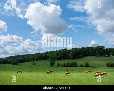 Landschaft in französisch-lothringen mit braunen Kühen und Wald Stockfoto