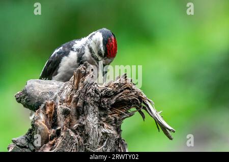 Großer Spechte Dendrocopos Major, Männchen dieses großen Vogels sitzt auf Baumstumpf, rote Federn, grüner diffuser Hintergrund, wilde Naturszene Stockfoto
