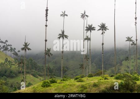 Cocora Valley im Los Nevados National Park, Kolumbien - Wachspalme ist der kolumbianische Nationalbaum und gefährdete Arten, die vom Verschwinden bedroht sind. Stockfoto