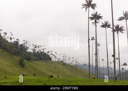 Cocora Valley im Los Nevados National Park, Kolumbien - Wachspalme ist der kolumbianische Nationalbaum und gefährdete Arten, die vom Verschwinden bedroht sind. Stockfoto