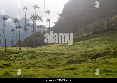 Cocora Valley im Los Nevados National Park, Kolumbien - Wachspalme ist der kolumbianische Nationalbaum und gefährdete Arten, die vom Verschwinden bedroht sind. Stockfoto