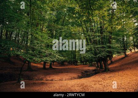 Blick auf einen Buchenwald im Herbst mit einer ruhigen und mystischen Atmosphäre. Buchenwald im Baskenland, Spanien Stockfoto