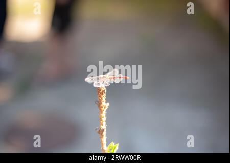 Die Libelle ruht auf einem Zweig, verschwommener Hintergrund Stockfoto