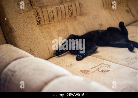 Faule schwarze Katze schläft auf einem Sofa Stockfoto