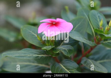 Madagaskar Periwinkle mit üppigen Vinca-Blüten und leuchtend rosa Vinca-Blüten. Stockfoto