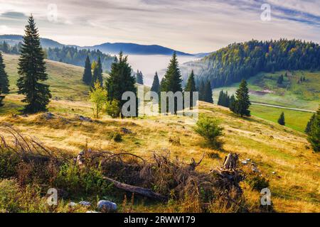 Nebel im Tal hinter den Bäumen auf einem grasbewachsenen Hügel. Wunderschöne Berglandschaft im Herbst. nebelhafte Morgenlandschaft der karpaten. apuseni na Stockfoto