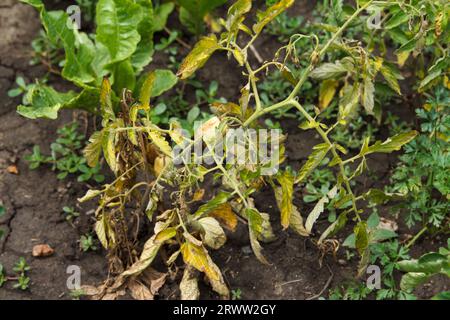 Tomaten sind im Bett krank, trocken und welken, Erntesterben, Früchte von Tomaten sind bereits große Fäulnis und trocken aufgrund verschiedener Pflanzeninfektionen Stockfoto