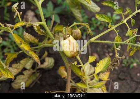 Tomaten sind im Bett krank, trocken und welken, Erntesterben, Früchte von Tomaten sind bereits große Fäulnis und trocken aufgrund verschiedener Pflanzeninfektionen Stockfoto