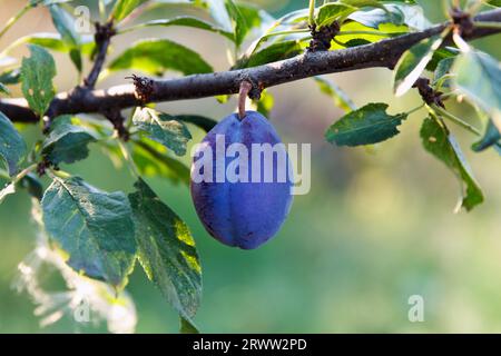 Reif, große Pflaume reif und hängend an einem Zweig im Garten bei Sonnenschein Stockfoto