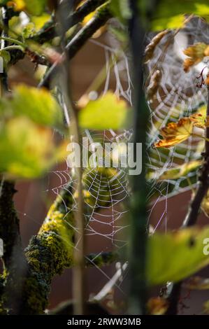 Wassertropfen auf dem Spinnennetz hinter den Baumzweigen Stockfoto