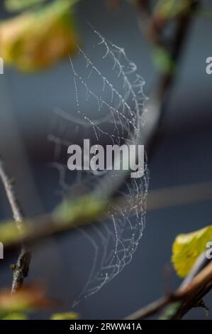 Wassertropfen auf dem Spinnennetz Stockfoto