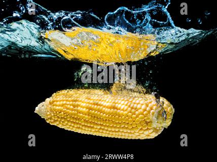 Nahaufnahme eines geschälten Maiskolben, der in Wasser geworfen wird, mit Spritzern auf Schwarz. Stockfoto