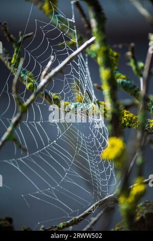 Raindrop-Spinnennetz (Spinnennetz) zwischen Baumzweigen Stockfoto