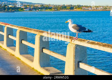 Seagull thront auf dem Geländer des Cabrillo Beach Pier, gegenüber dem Meer und der Stadt dahinter. Stockfoto
