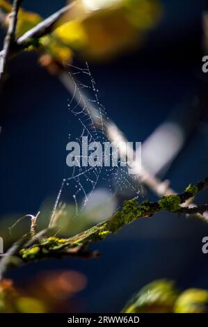 Raindrop-Spinnweben zwischen Zweigen blauer Hintergrund Stockfoto