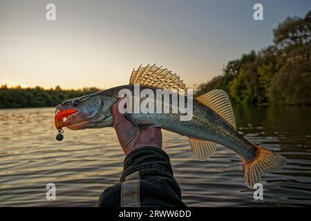 Big zander in Fischerhand gefangen auf handgemachten Schaumschaum, klares Wetter, Sommeruntergang Stockfoto