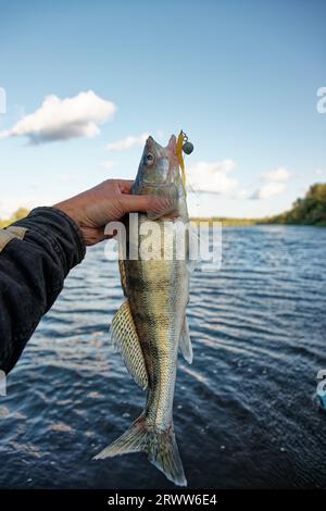 Fischer mit Wolga zander gefangen auf dem Fluss Stockfoto