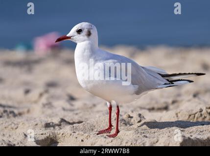 Schwarzkopfmöwe (Chroicocephalus ridibundus) steht im Sand am Strand - Usedom, Ostsee Stockfoto