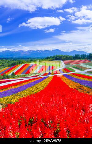 Shikisai no Oka mit lebhaften Blumen Stockfoto