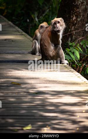 Ein Paar Makaken sitzt auf einer Promenade im singapurischen Dschungel, wobei einer nachdenklich auf die Kamera blickt. Stockfoto