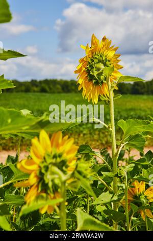 Nahaufnahme von hellgelben Sonnenblumen mit blauem Himmel und geschwollenen Wolken Stockfoto