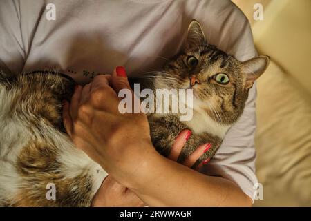 Hübsche Frau umarmt Katze und bleibt in der Nähe des Bettes mit fröhlicher Emotion, während Katze die Kamera mit Tageslicht anschaut Stockfoto