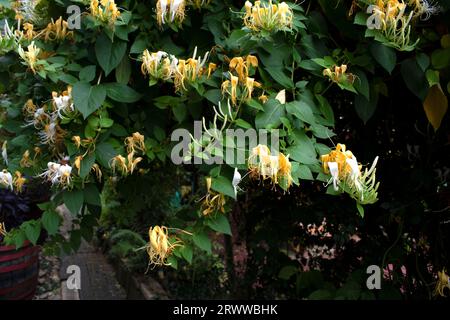 Japanisches Geißblatt Stockfoto