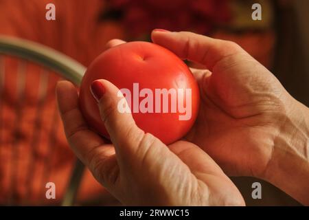 Nahaufnahme der Hand einer jungen Frau, die rote saftige Tomaten erntet. Nimmt eine große Tomate aus einem Zweig eines Pflanzenstrauchs. Stockfoto