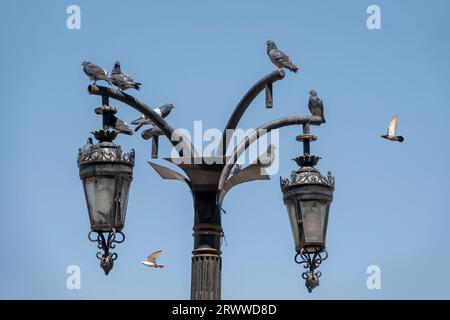 Eine Gruppe von Tauben sitzt auf einem dekorativen ägyptischen Lampenstab Stockfoto