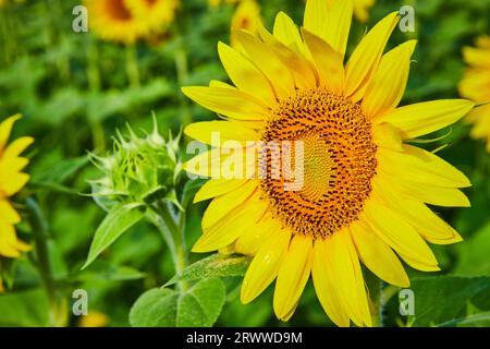 Dunkelbraune Samen in der Mitte der gelben Sonnenblume detaillierte Ansicht mit grüner Knospe daneben Stockfoto