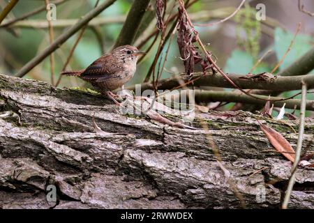 Wren Troglodytes x2, kleiner dunkelbrauner Vogel mit Barring an Flügeln und Schwanz hat einen feinen Schirm und einen kurzen, oft angezogenen Schwanz, blassem Streifen über dem Auge Stockfoto