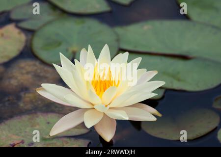 Wasserlilie weiß Nymphaea alba, schwimmende Wasserpflanzenblüten weißliche Blüten mit gelbem Stamen auf Stielovalen Blättern mit geschlitzter Seite Schwimmer auf Wasser Stockfoto