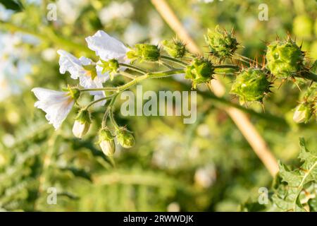 Wunderschönes natürliches Nahaufnahme blühendes Pflanzenporträt von Solanum Sisymbriifolium in der Sommersonne Stockfoto