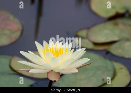 Wasserlilie weiß Nymphaea alba, schwimmende Wasserpflanzenblüten weißliche Blüten mit gelbem Stamen auf Stielovalen Blättern mit geschlitzter Seite Schwimmer auf Wasser Stockfoto