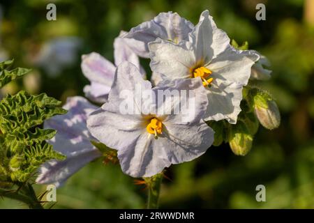 Wunderschönes natürliches Nahaufnahme blühendes Pflanzenporträt von Solanum Sisymbriifolium in der Sommersonne Stockfoto