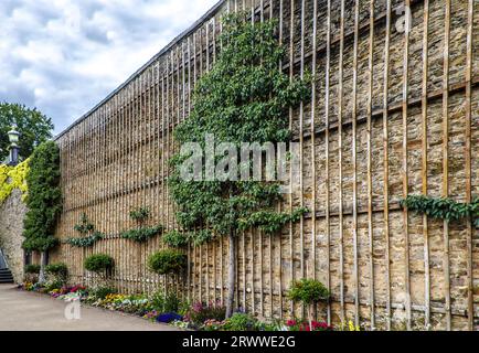 Espalierter Obstbaum auf einem Holzgerüst an einer Fassade Stockfoto